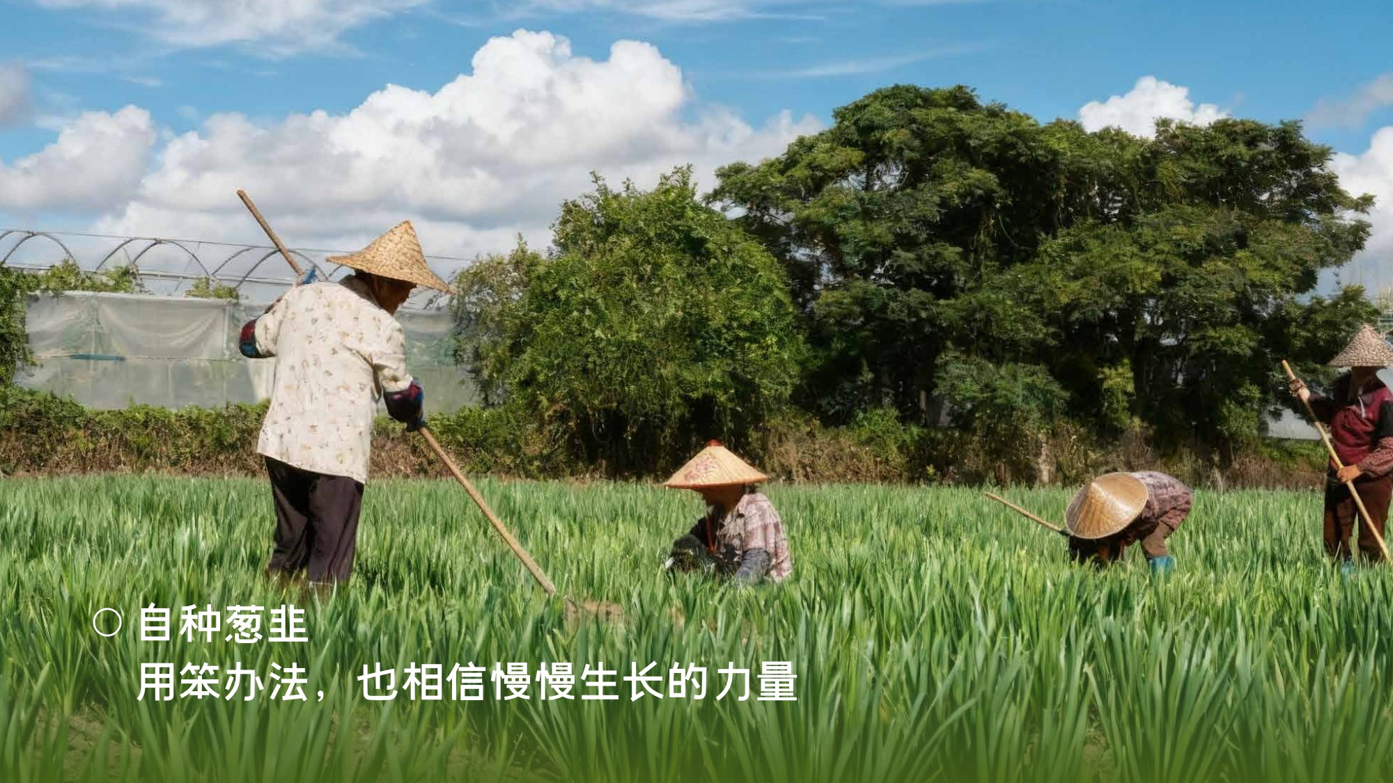 小黄象种植基地的田间景象